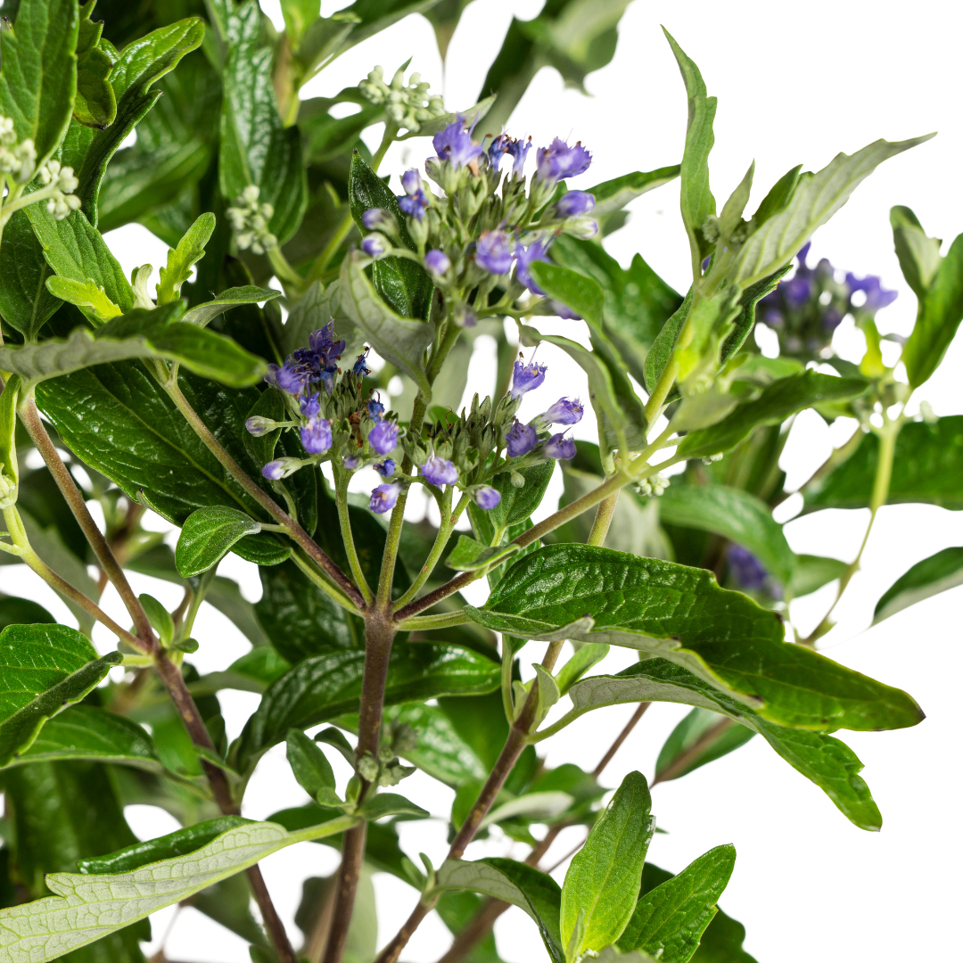 Bartblume Caryopteris x Clandonensis Ø19cm - ↕40 - 50cm