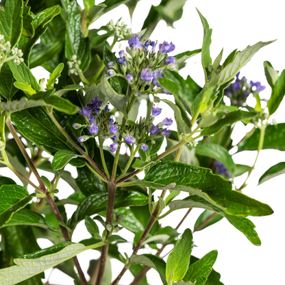 Bartblume Caryopteris x Clandonensis Ø19cm - ↕40 - 50cm