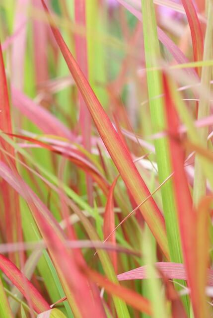 Imperata cylindrica ‘Red Baron’ – 24 Pflanzen Ø 9 cm – Japanisches Blutgras mit intensiver roter Färbung - Wurzelwerk Design