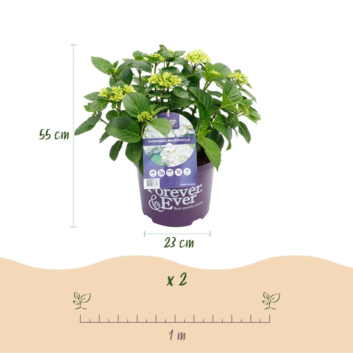 Balkon - Hortensie Forever &amp; Ever Weiß – 2 Pflanzen – 7–12 Blüten – Ø23 cm Topf – Höhe ca. 55 cm - Wurzelwerk Design