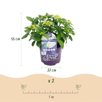 Balkon - Hortensie Forever &amp; Ever Weiß – 2 Pflanzen – 7–12 Blüten – Ø23 cm Topf – Höhe ca. 55 cm - Wurzelwerk Design