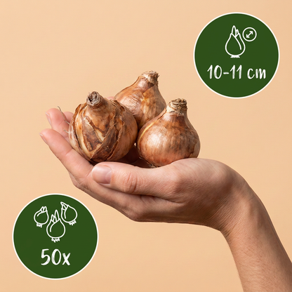 Narzisse Tête-à-Tête – Narcissus online kaufen | 50 bis 400 Blumenzwiebeln, niedrig, früh &amp; verwildernd – Wurzelwerk Design