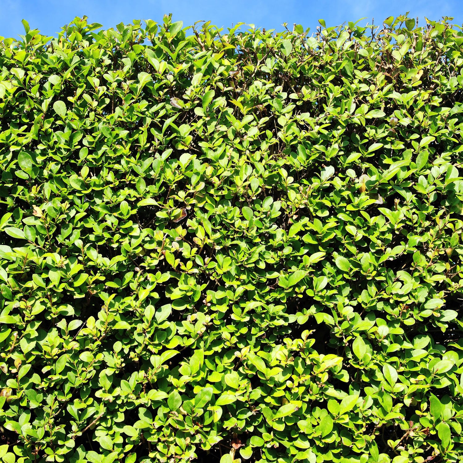 Liguster – Ligustrum ovalifolium online kaufen | 6 Pflanzen für 1 m Hecke, schnellwachsend &amp; anspruchslos – Wurzelwerk Design