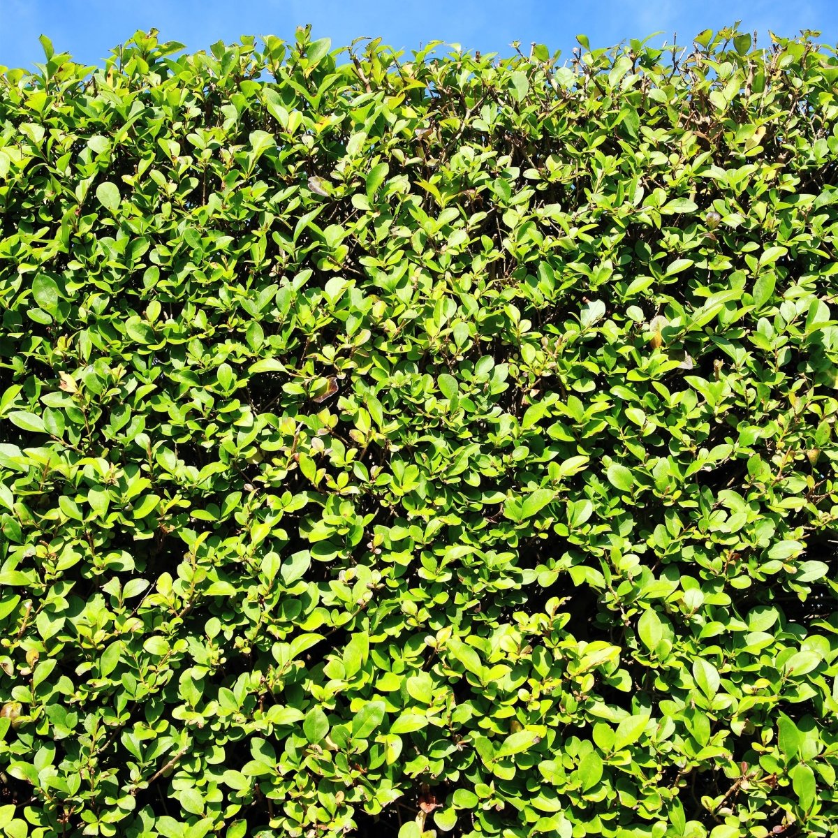 Liguster kaufen – Ligustrum ovalifolium | 6 Pflanzen für 1 m Hecke, schnellwachsend &amp; anspruchslos - Wurzelwerk Design