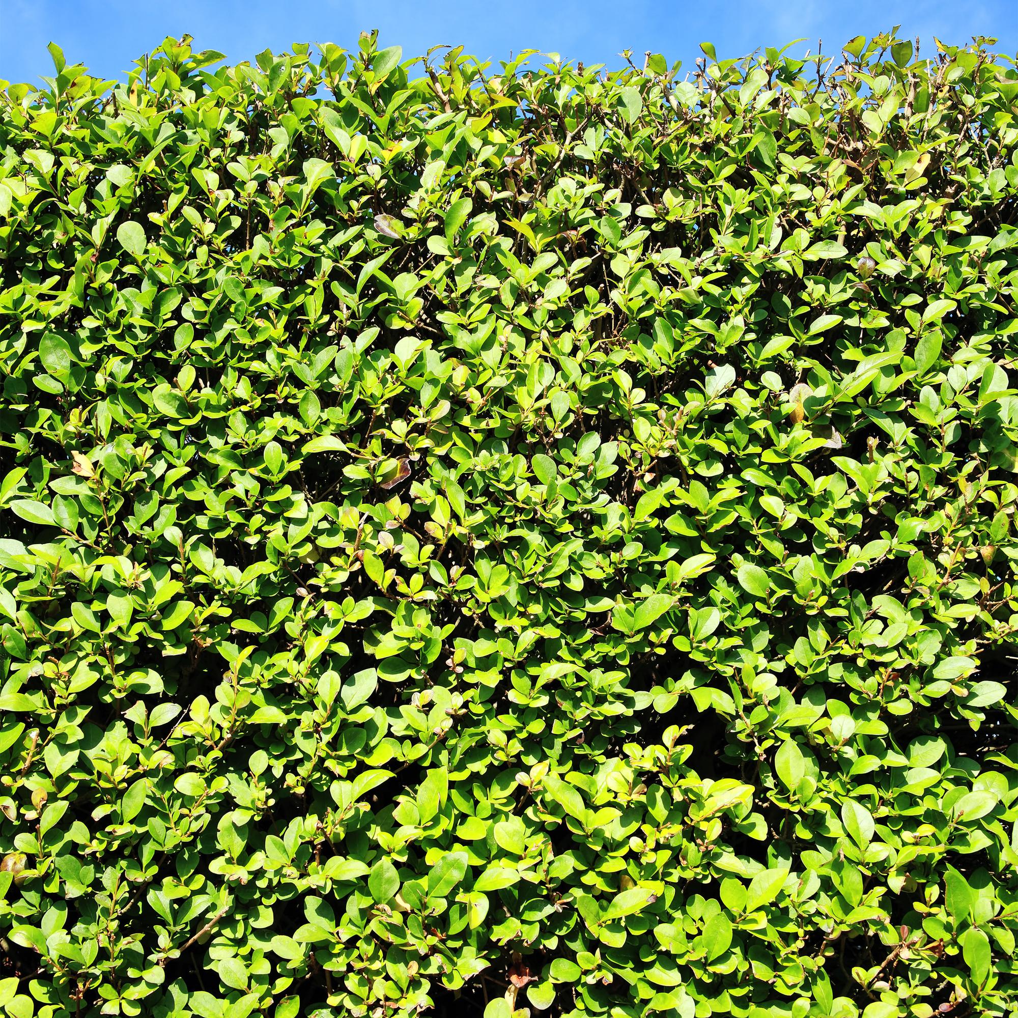 Liguster – Ligustrum ovalifolium online kaufen | 6 Pflanzen für 1 m Hecke, schnellwachsend &amp; anspruchslos – Wurzelwerk Design