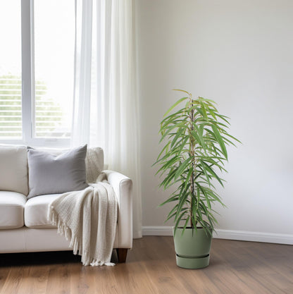 Ficus Binnendijkii Alii - Ø21cm - ↕80cm