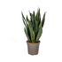 Sansevieria Futura Black – Elegante Schwiegermutterzunge - Wurzelwerk Design