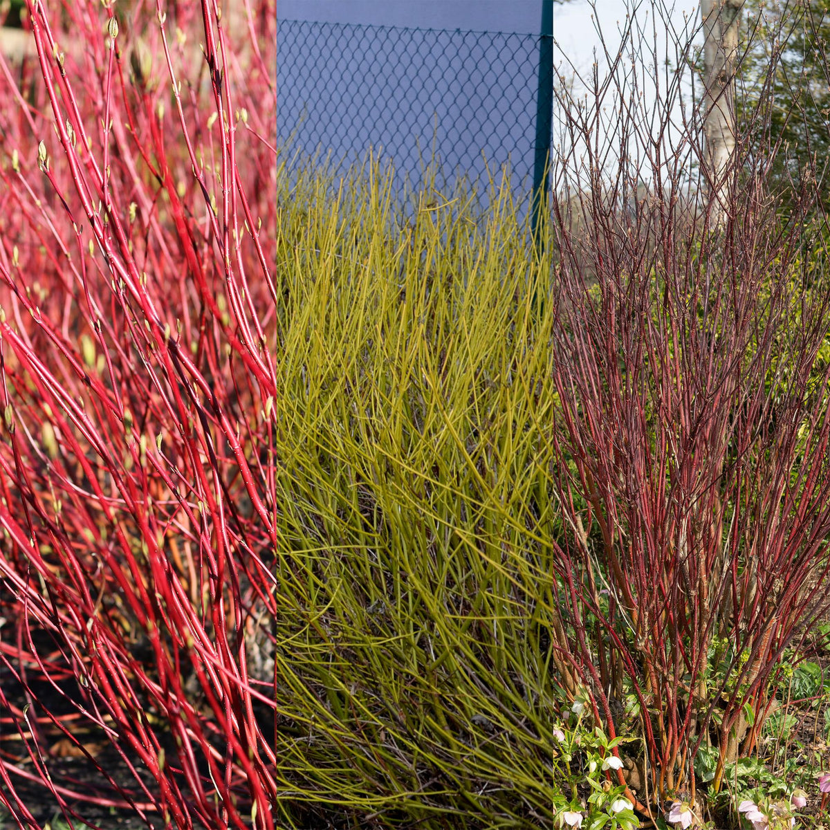 Drei Cornus alba Tricolour Pflanzen mit roten, grünen und lila Zweigen in Töpfen, laubabwerfend, wenig Pflege, Höhe ca. 45 cm.