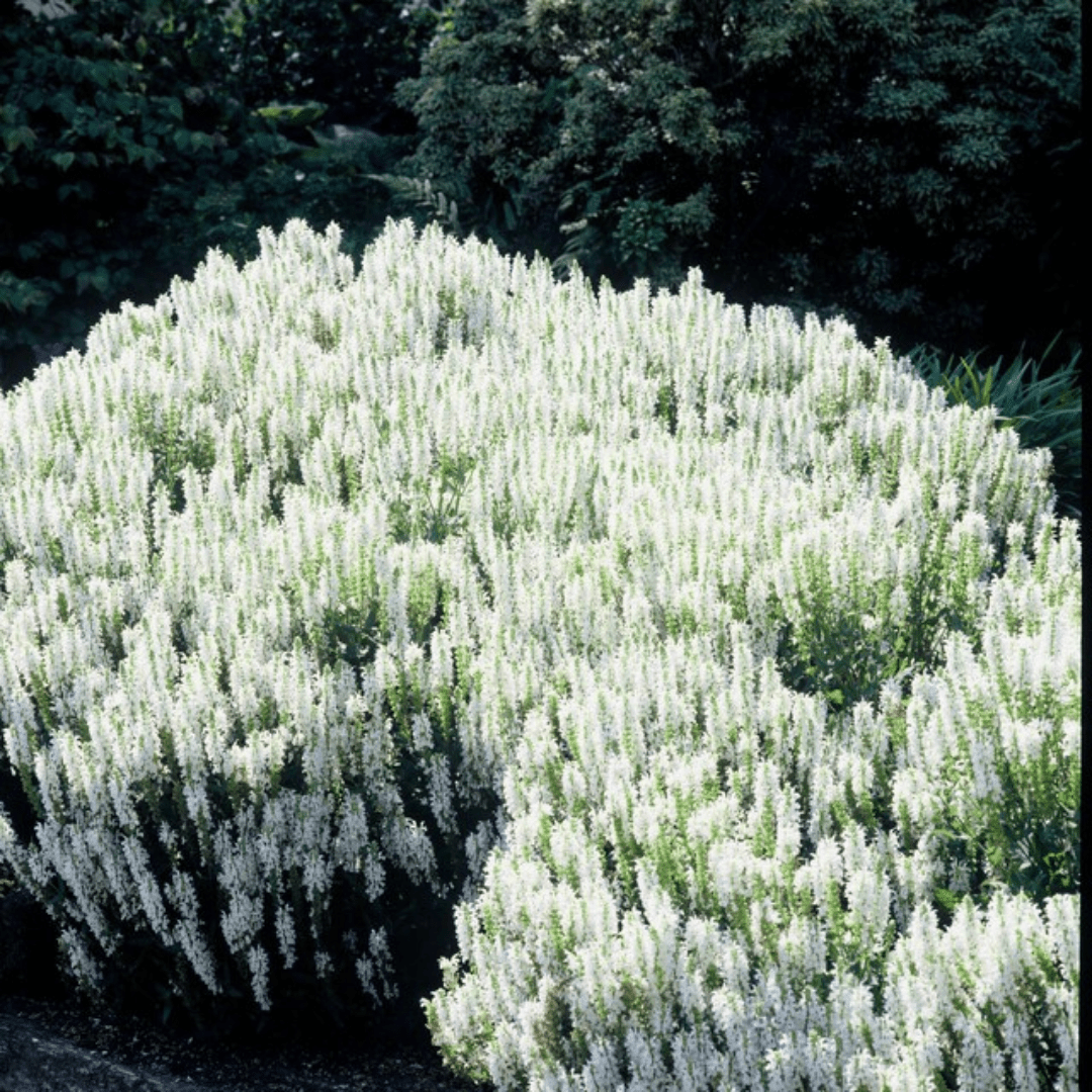 Sechs Salvia n. &