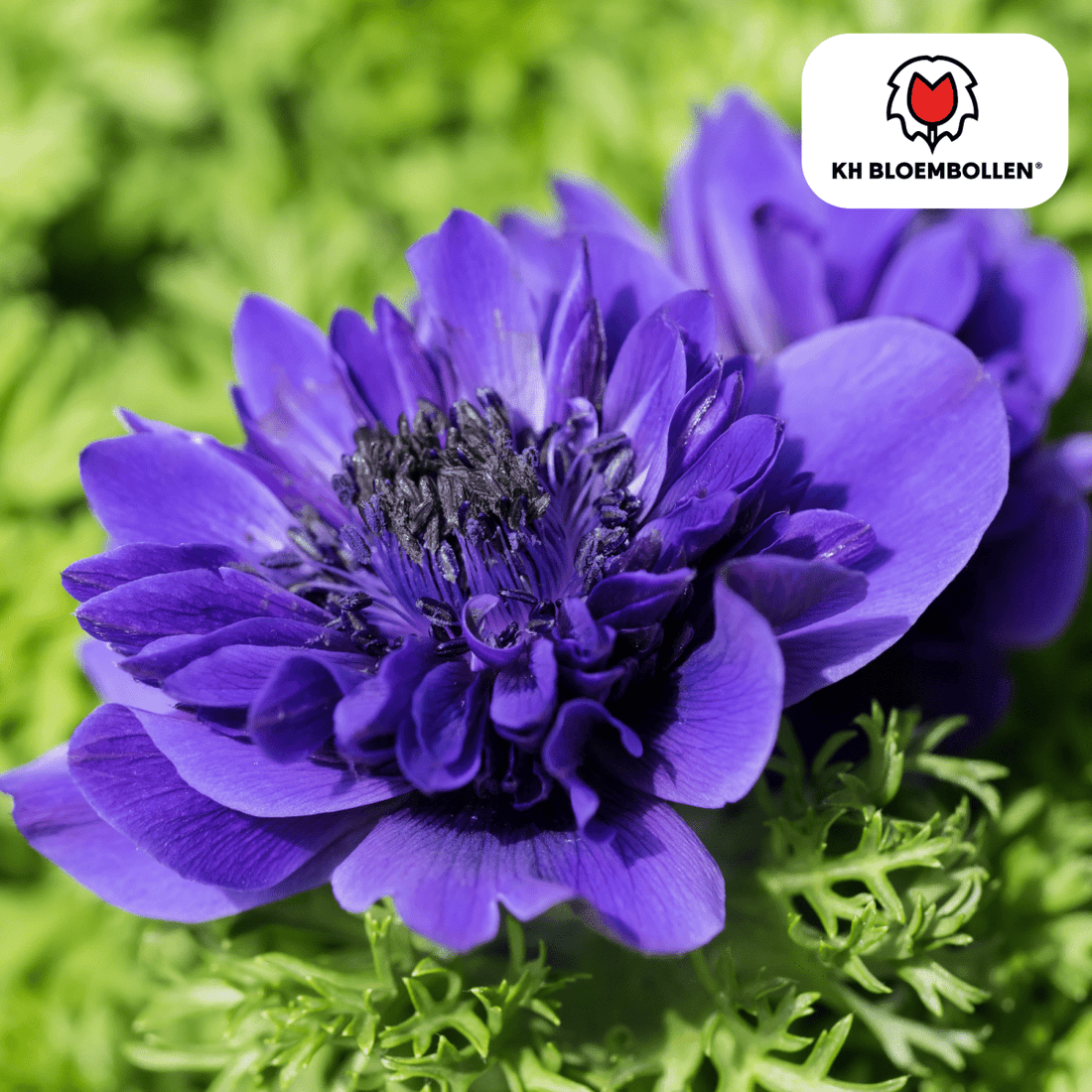 Anemonen doppelt – 30 Stück | Gefüllte Frühlingsblumen - Wurzelwerk Design