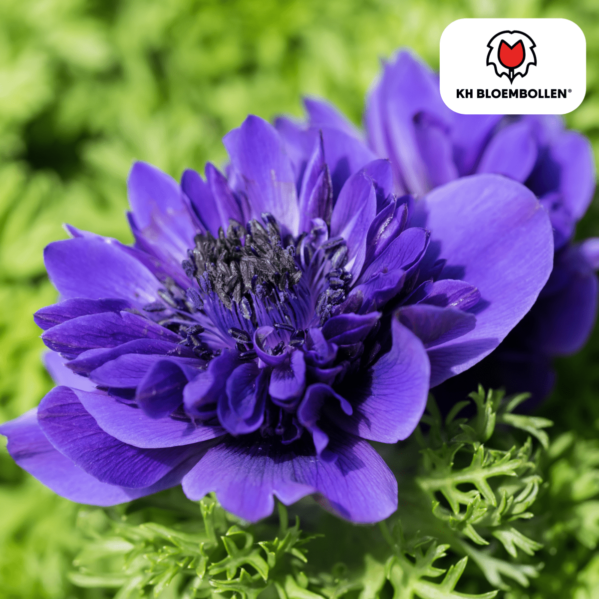 Anemonen doppelt – 30 Stück | Gefüllte Frühlingsblumen - Wurzelwerk Design