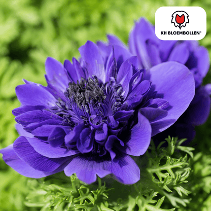 Anemonen doppelt – 30 Stück | Gefüllte Frühlingsblumen - Wurzelwerk Design