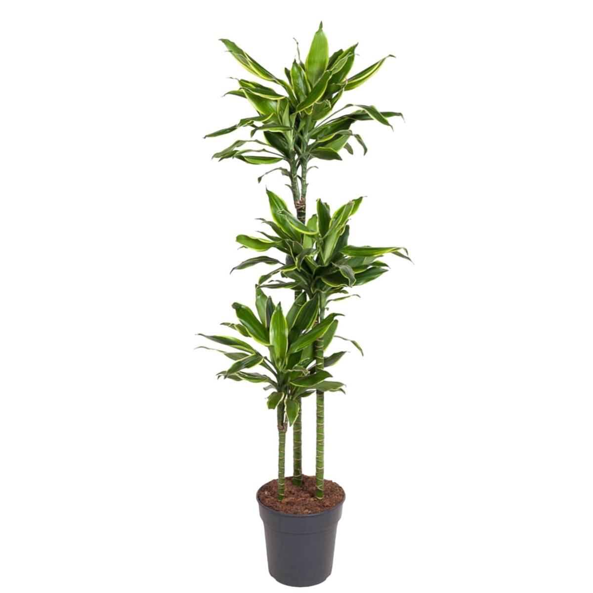 Dracaena Golden Coast 140 - 200 cm – Pflegeleicht &amp; luftreinigend - Wurzelwerk Design