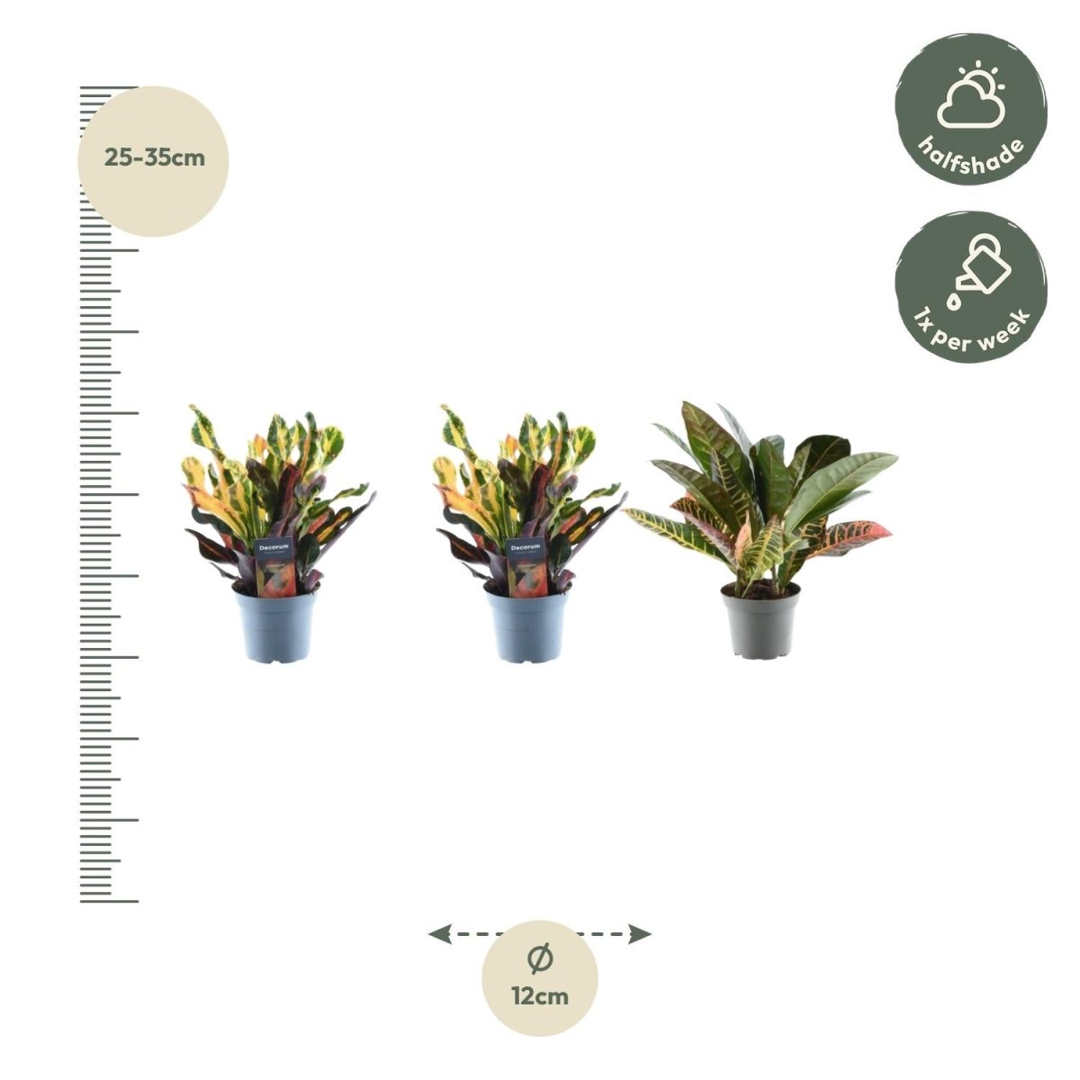3x Wunderstrauch Mix - 30 cm - Ø 12 cm - Wurzelwerk Design
