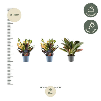 3x Wunderstrauch Mix - 30 cm - Ø 12 cm - Wurzelwerk Design