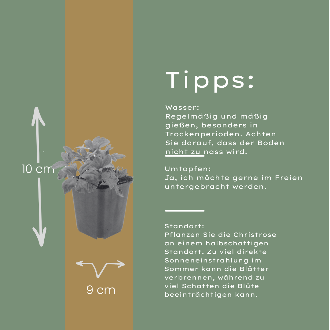 6x Helleborus niger - ↕10-25cm - Ø9cm