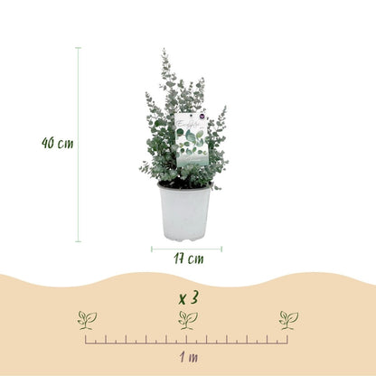 Terrassenpflanze - Eukalyptusbaum - Eukalyptus gunnii - Grau - 6 Pflanzen - Winterhart - Topf 17cm Höhe 40cm - Wurzelwerk Design