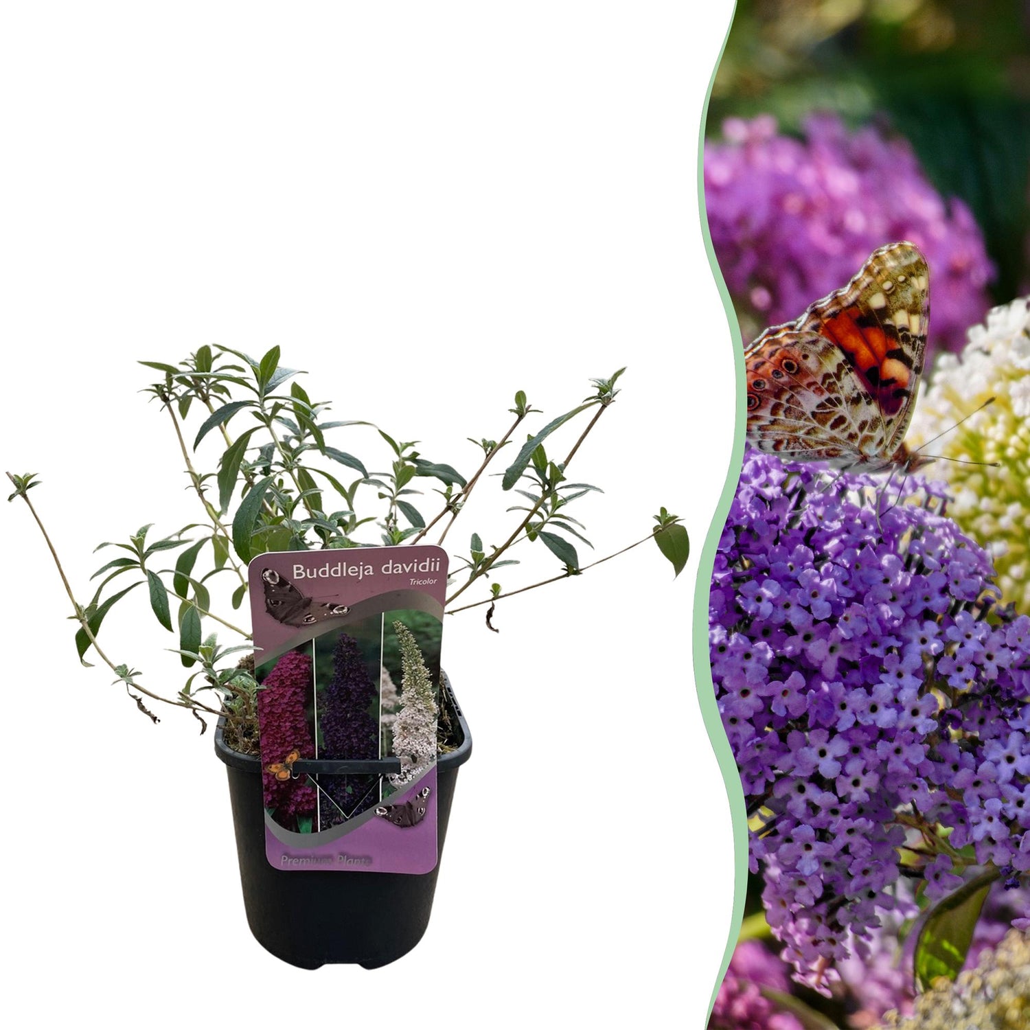 Buddleja davidii Tricolour Schmetterlingsstrauch mit rosa, weißen und lila Blüten, in Topf, laubabwerfend, für Schmetterlingsanziehung