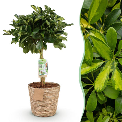Schefflera Gold Capelle - Fingerbaum - Wenig Pflege - mit Korb - Grün - Gold - 1 Pflanze - Topf 21cm - Höhe 70 - 81cm - Wurzelwerk Design