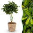 Schefflera Gold Capelle - Fingerbaum - Wenig Pflege - mit Korb - Grün - Gold - 1 Pflanze - Topf 21cm - Höhe 70 - 81cm - Wurzelwerk Design