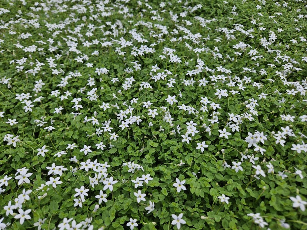 Isotoma fluviatilis &