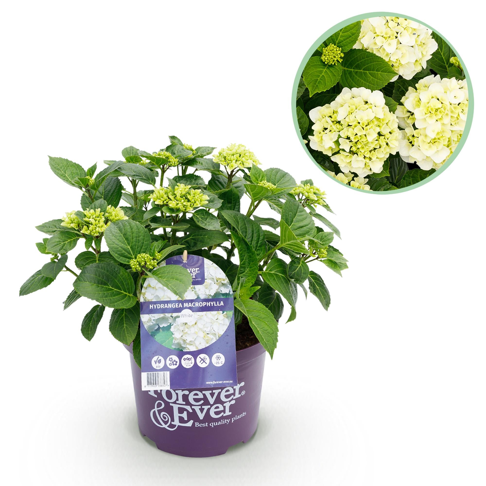 Weiße Hortensie Hydrangea Forever &amp; Ever in Topf, 7-12 Blüten, Everspring, Höhe 55cm, lebendige Blüten und grüne Blätter