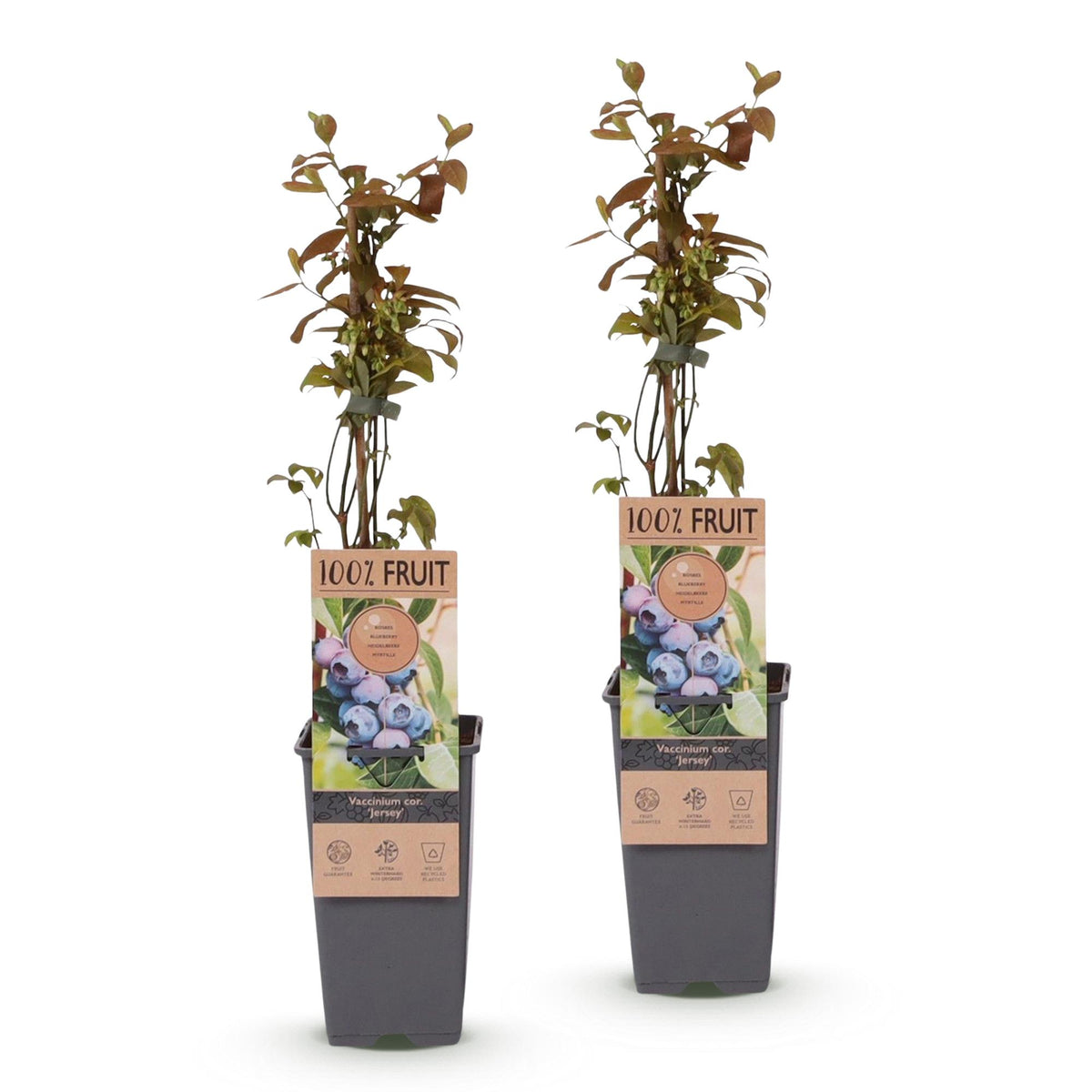 Zwei Everspring Heidelbeer-Pflanzen Vaccinium corymbosum &