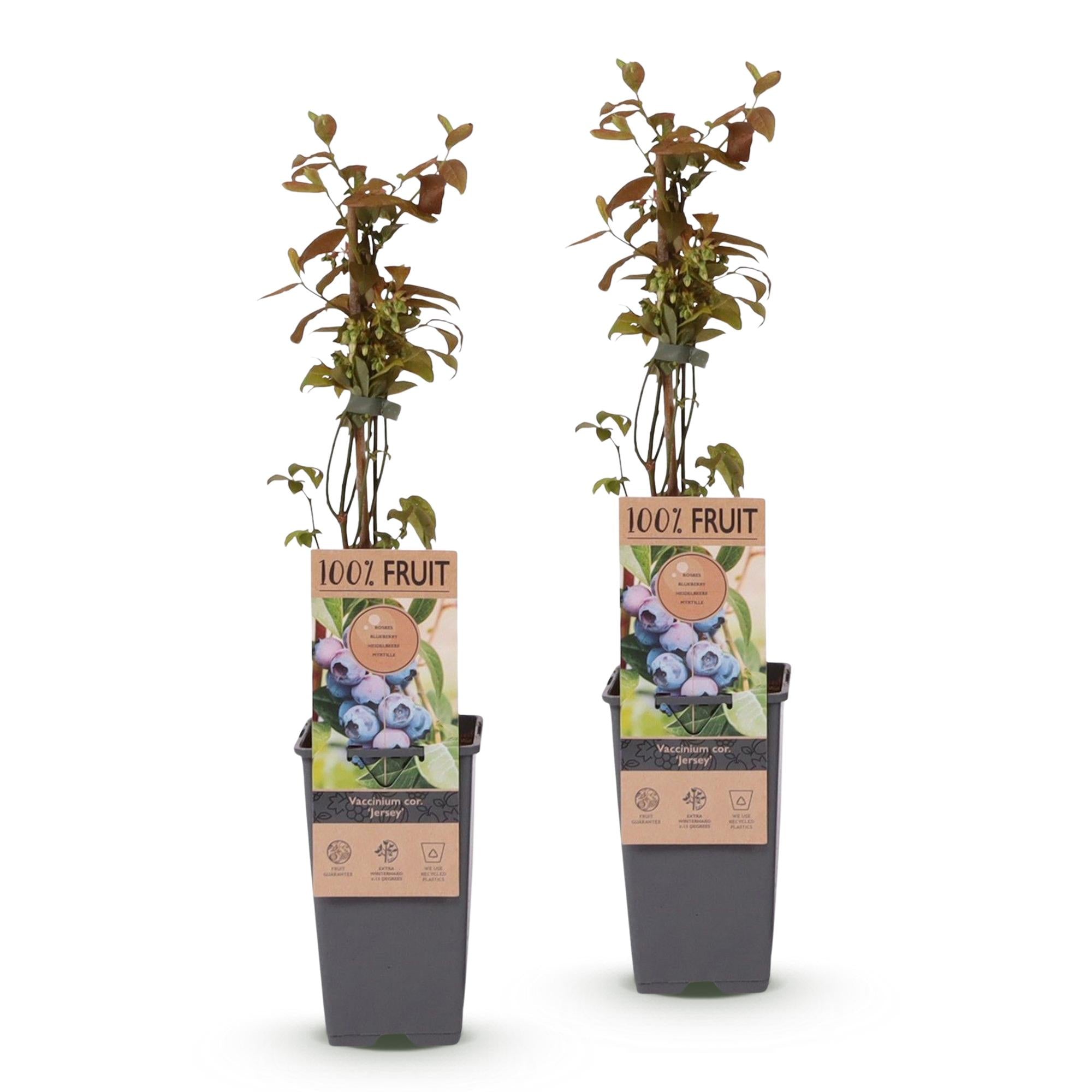 Zwei Everspring Heidelbeer-Pflanzen Vaccinium corymbosum &