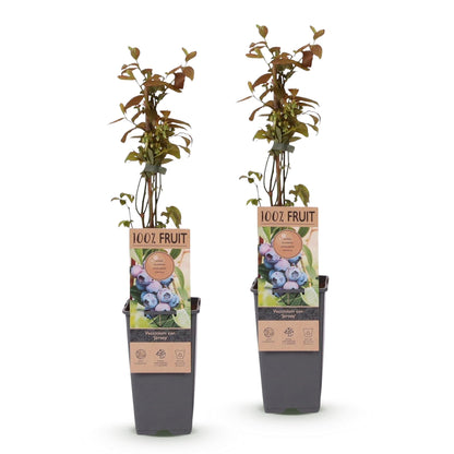 Zwei Everspring Heidelbeer-Pflanzen Vaccinium corymbosum &