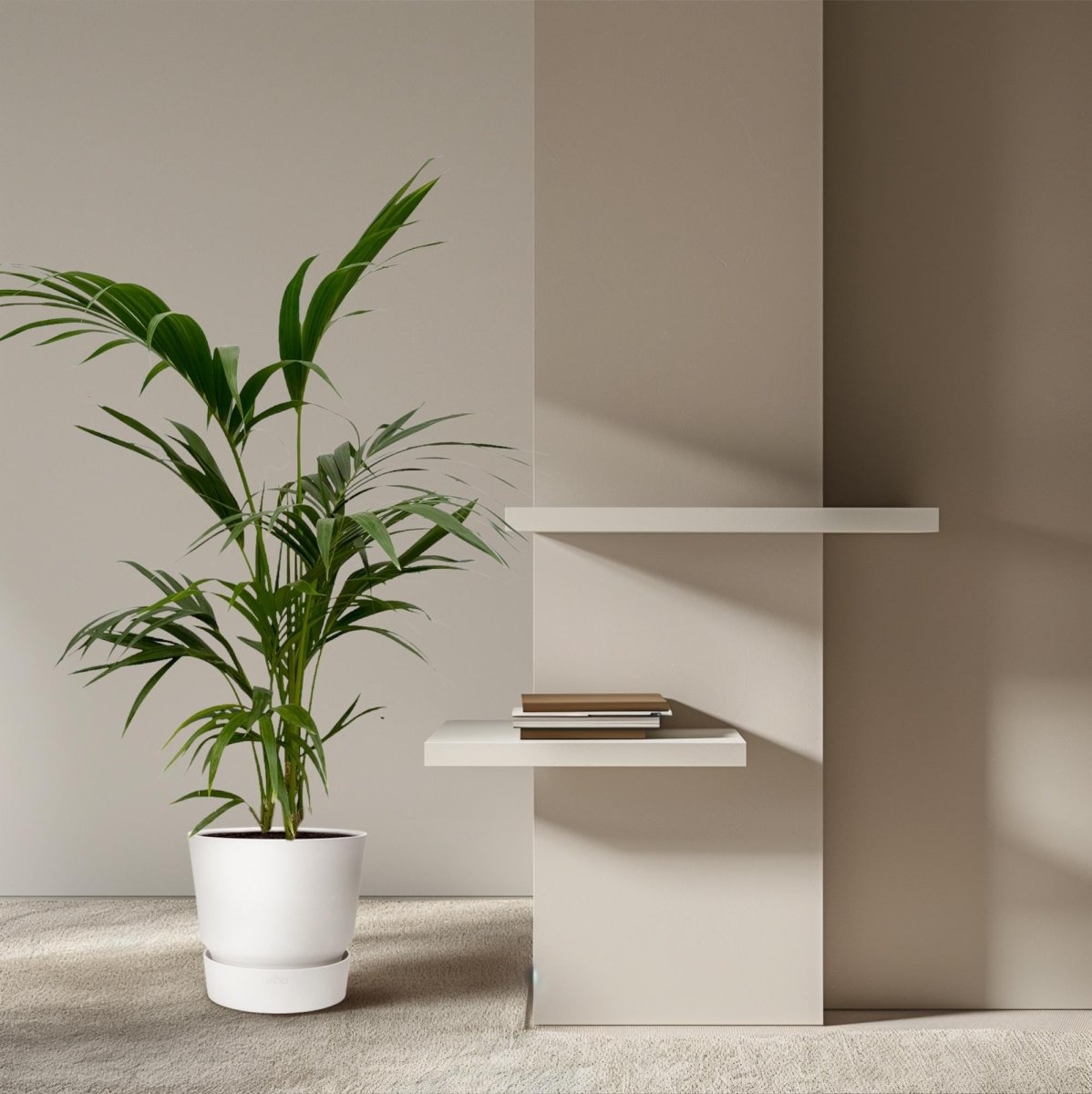 Kentia Palme kaufen – Howea forsteriana 70–260 cm | Zimmerpalme - Wurzelwerk Design