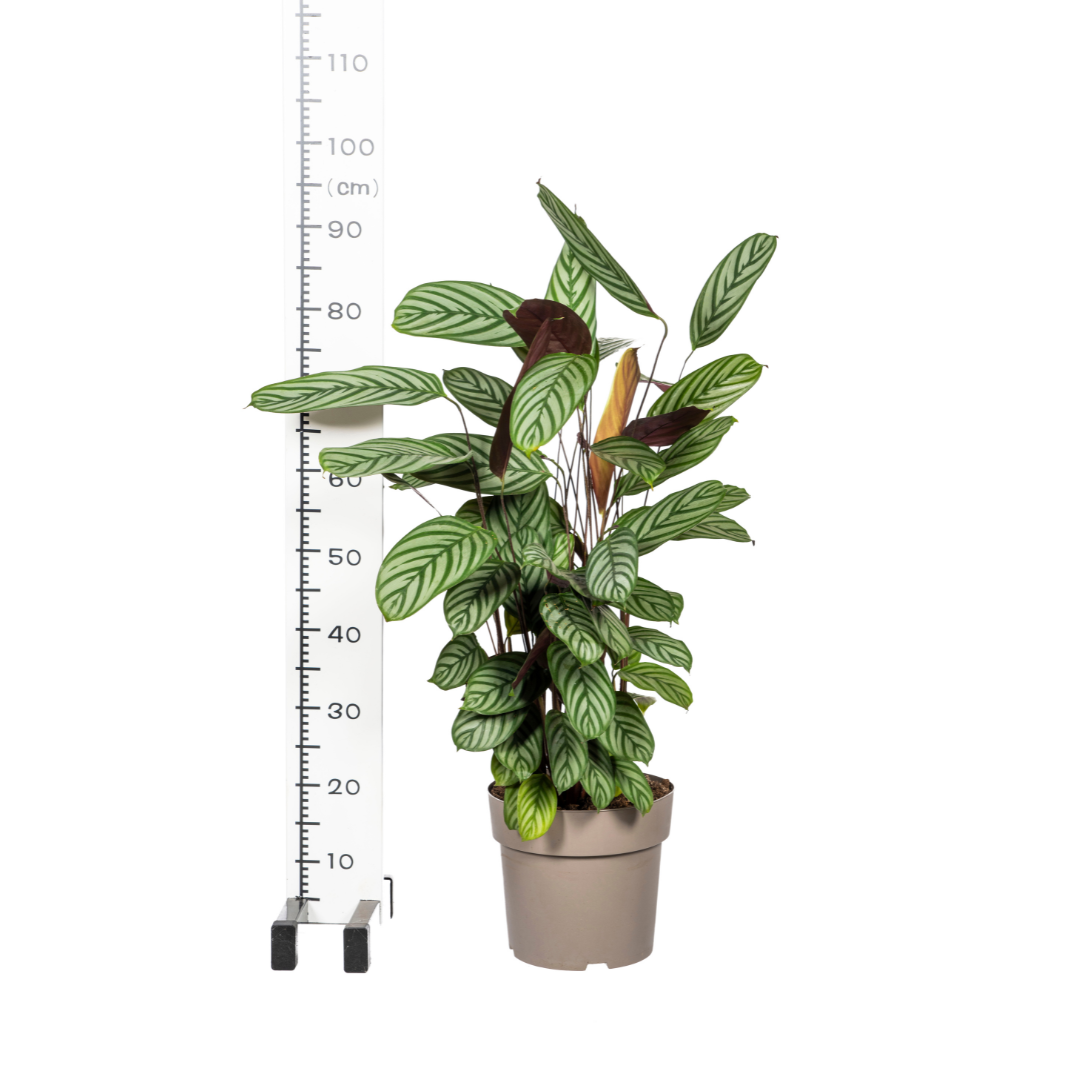 Calathea oppenheimiana | Korbmarante in verschiedenen Größen – Immergrün &amp; Haustierfreundlich