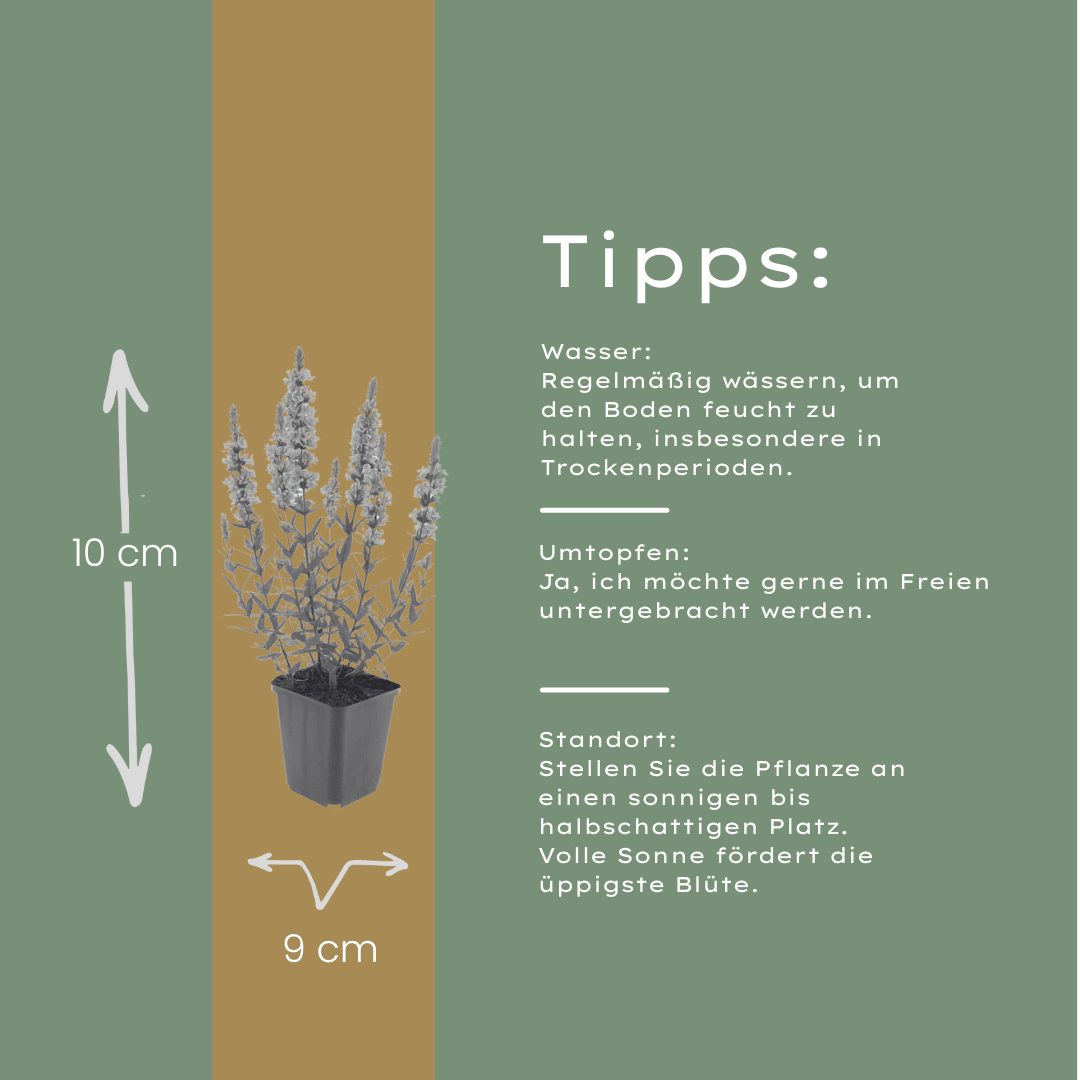 Sechs Blutweiderich Stauden im 6er-Set, ideal für Teichrand, Feuchtbeet und naturnahe Gärten, von Everspring