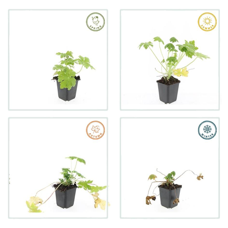 24x Geranium macr. &