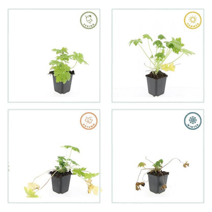 24x Geranium macr. &