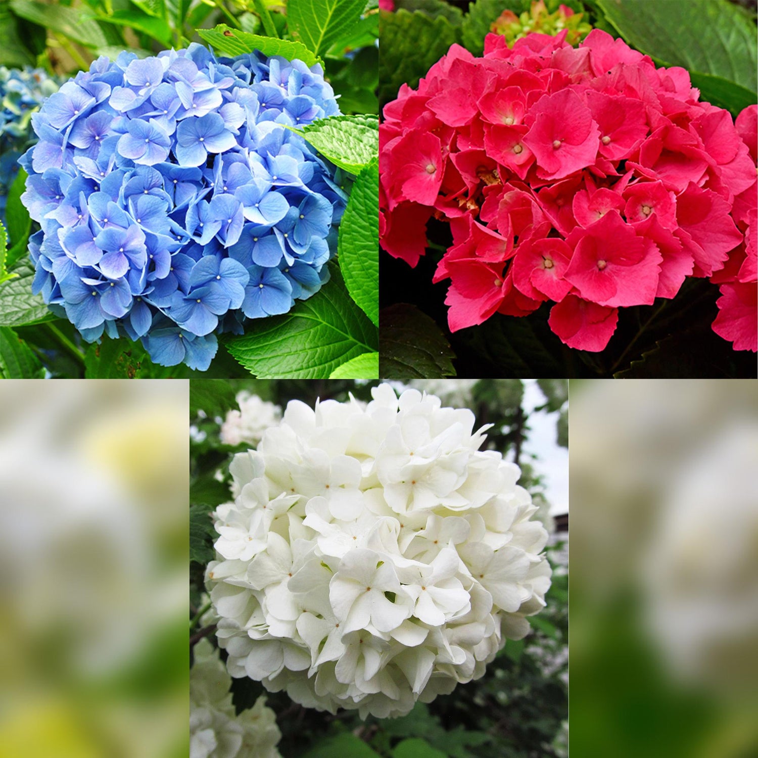 Everspring Hortensie Macrophylla Tricolour mit blauen, rosa und weißen Blüten, 3 Pflanzen, laubabwerfend, pflegeleicht, Topf 17cm