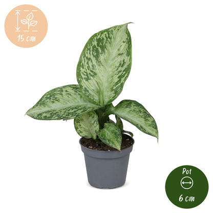 Dieffenbachia &