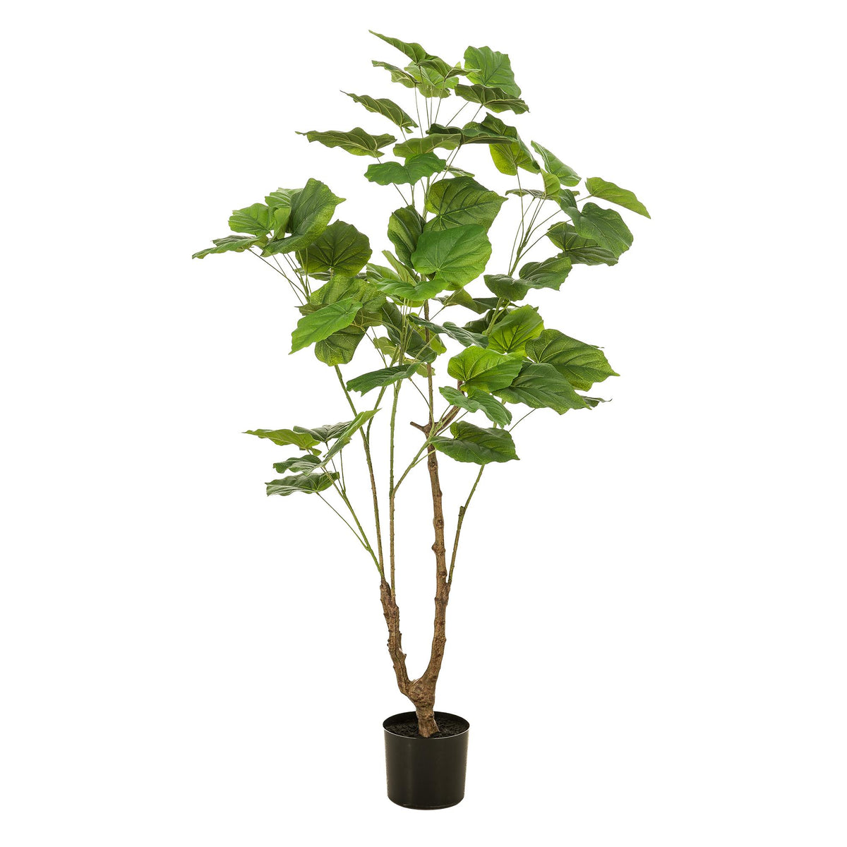 Künstliche Ficus umbellata Pflanze von Everspring, 125cm oder 180cm, mit grünen Blättern, dekorativ und pflegeleicht.
