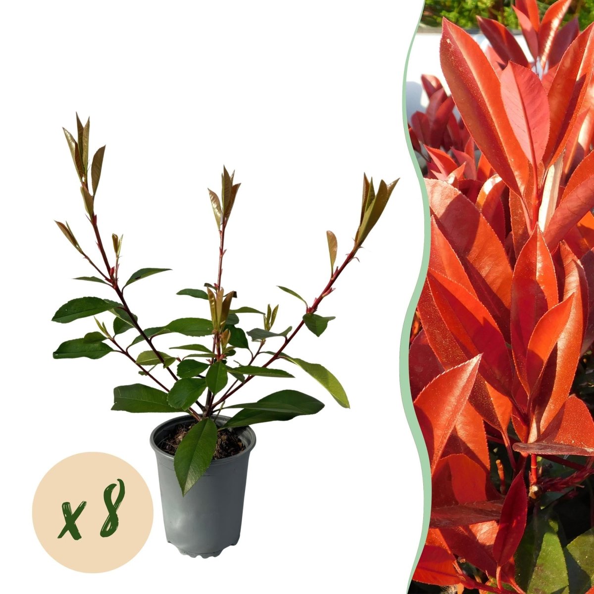 Heckenpflanzen - Photinia fraseri Red Robin - Blatt rot grün - 8 Pflanzen / 1 laufender Meter - immergrün - Topf 9cm Höhe 30 - 35cm - Wurzelwerk Design