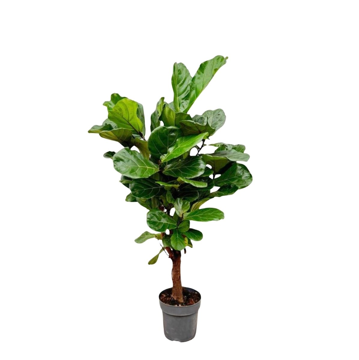 Ficus Lyrata kaufen – Geigenfeige 80–270 cm | auf Stamm - Wurzelwerk Design
