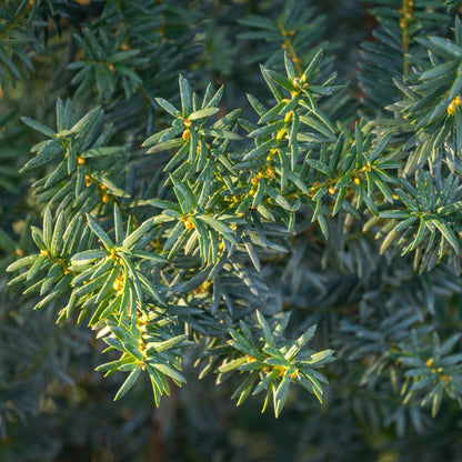 Becher-Eibe Hilii – Taxus media online kaufen | 6 Pflanzen für 1 m Hecke, immergrün &amp; besonders frosthart – Wurzelwerk Design
