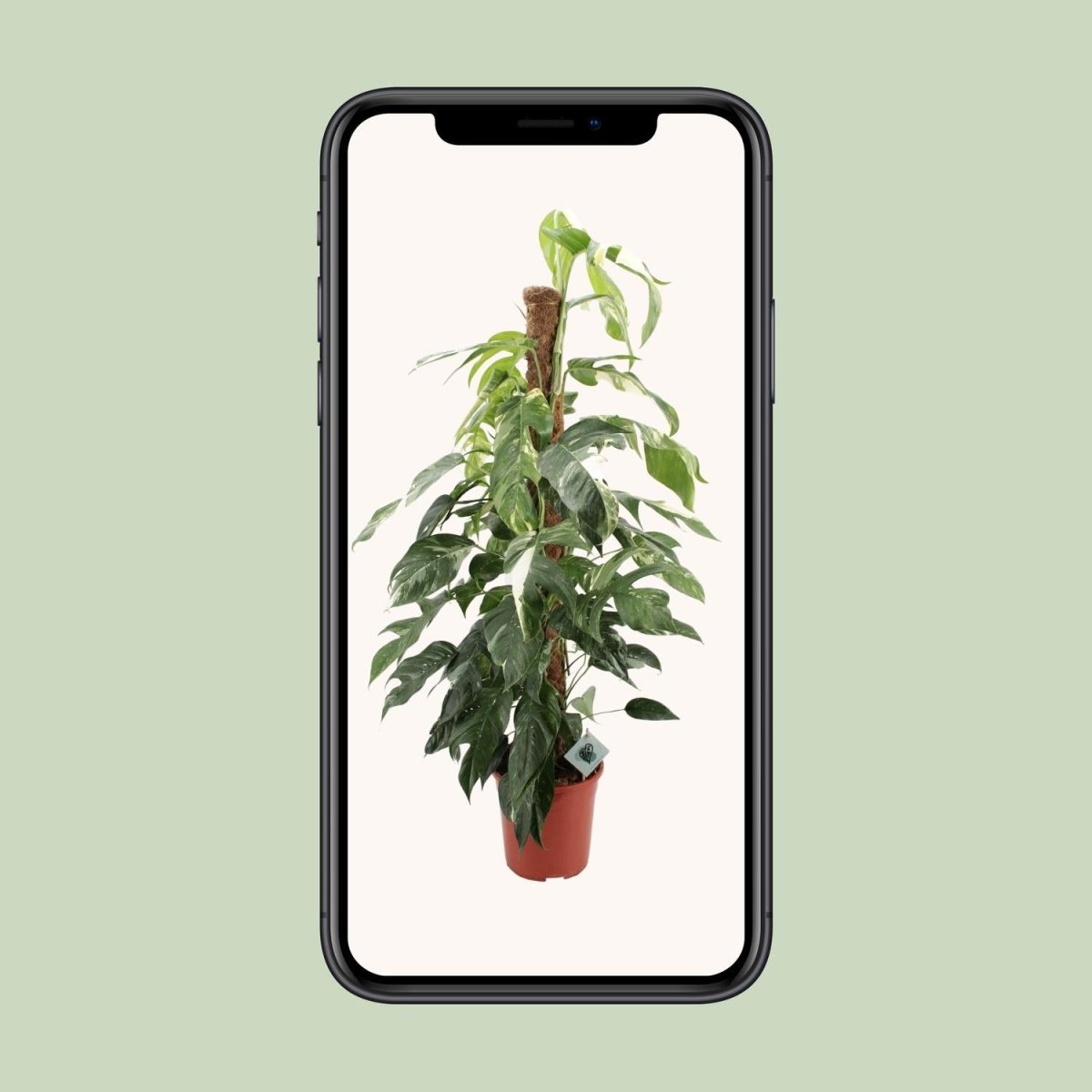 Epipremnum Pinnatum Albo Variegata - Ø24cm - ↕125cm - Wurzelwerk Design
