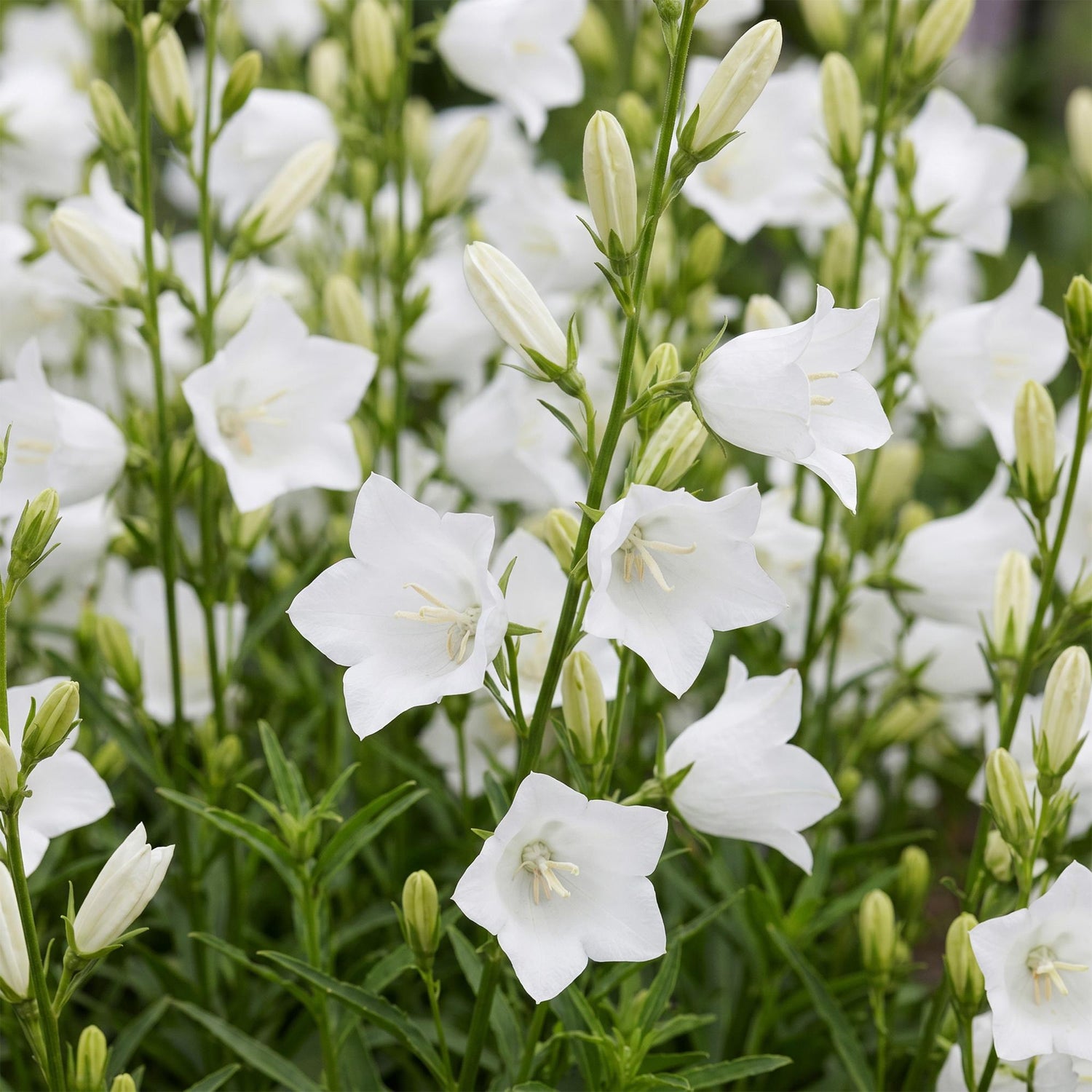 Weiße Glockenblume kaufen | Campanula Alba – 6er-Set
