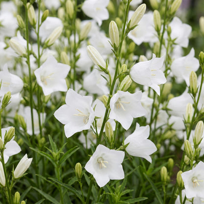 Weiße Glockenblume kaufen | Campanula Alba – 6er-Set