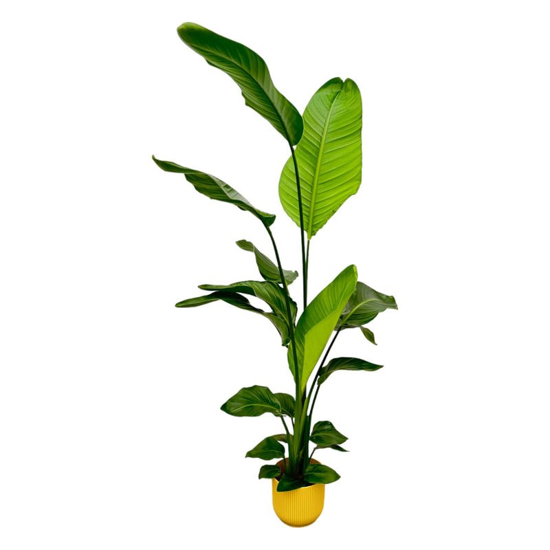 Strelitzia Nicolai 100cm mit Topf – Weißer Paradiesvogel für Ihr Zuhause - Wurzelwerk Design