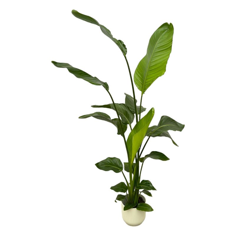 Strelitzia Nicolai 180cm mit Topf – Weißer Paradiesvogel für Ihr Zuhause - Wurzelwerk Design