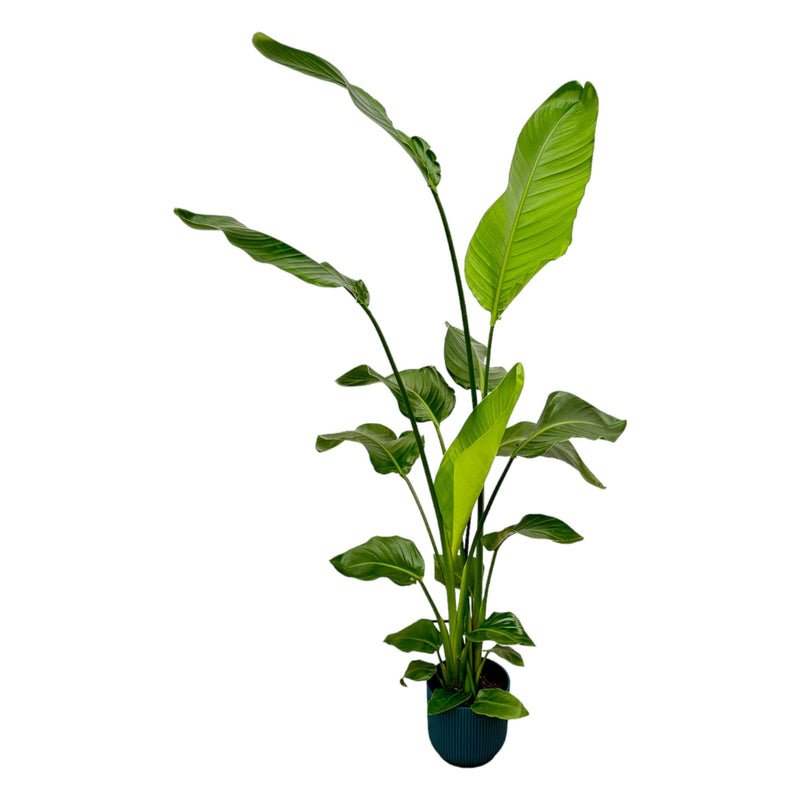 Strelitzia Nicolai 180cm mit Topf – Weißer Paradiesvogel für Ihr Zuhause - Wurzelwerk Design