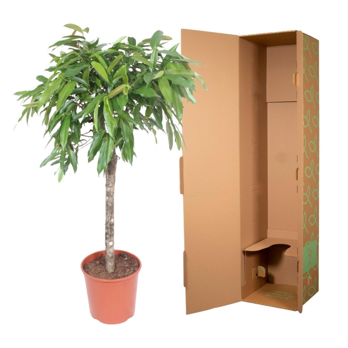 Ficus Amstel King – Zimmerpflanze mit geflochtenem Stamm - Wurzelwerk Design