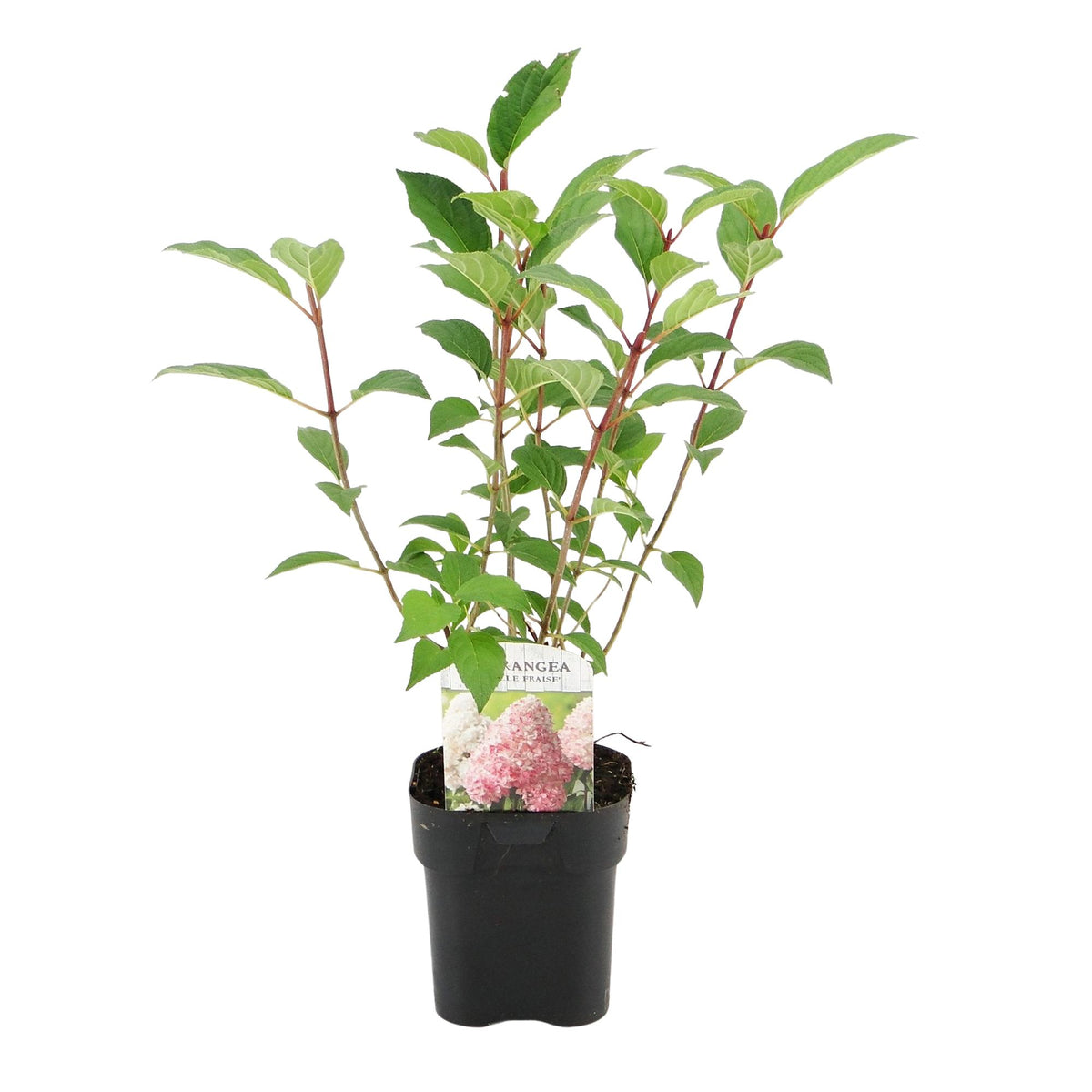 Rispenhortensie Hydrangea panniculata Vanille Fraise mit weißen und rosa Blüten, 1 Pflanze im Topf, laubabwerfend, ca. 50cm hoch