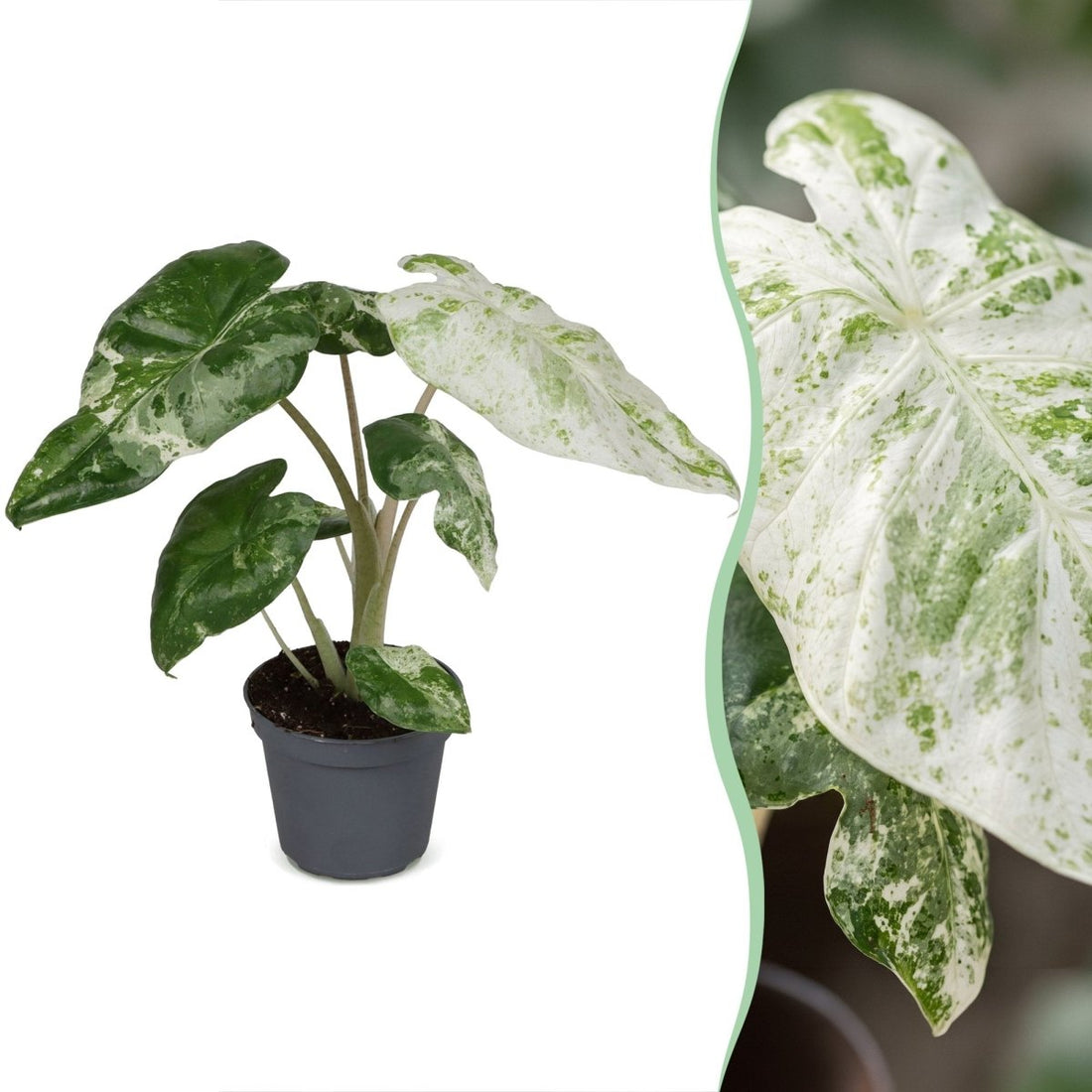 Alocasia odora &
