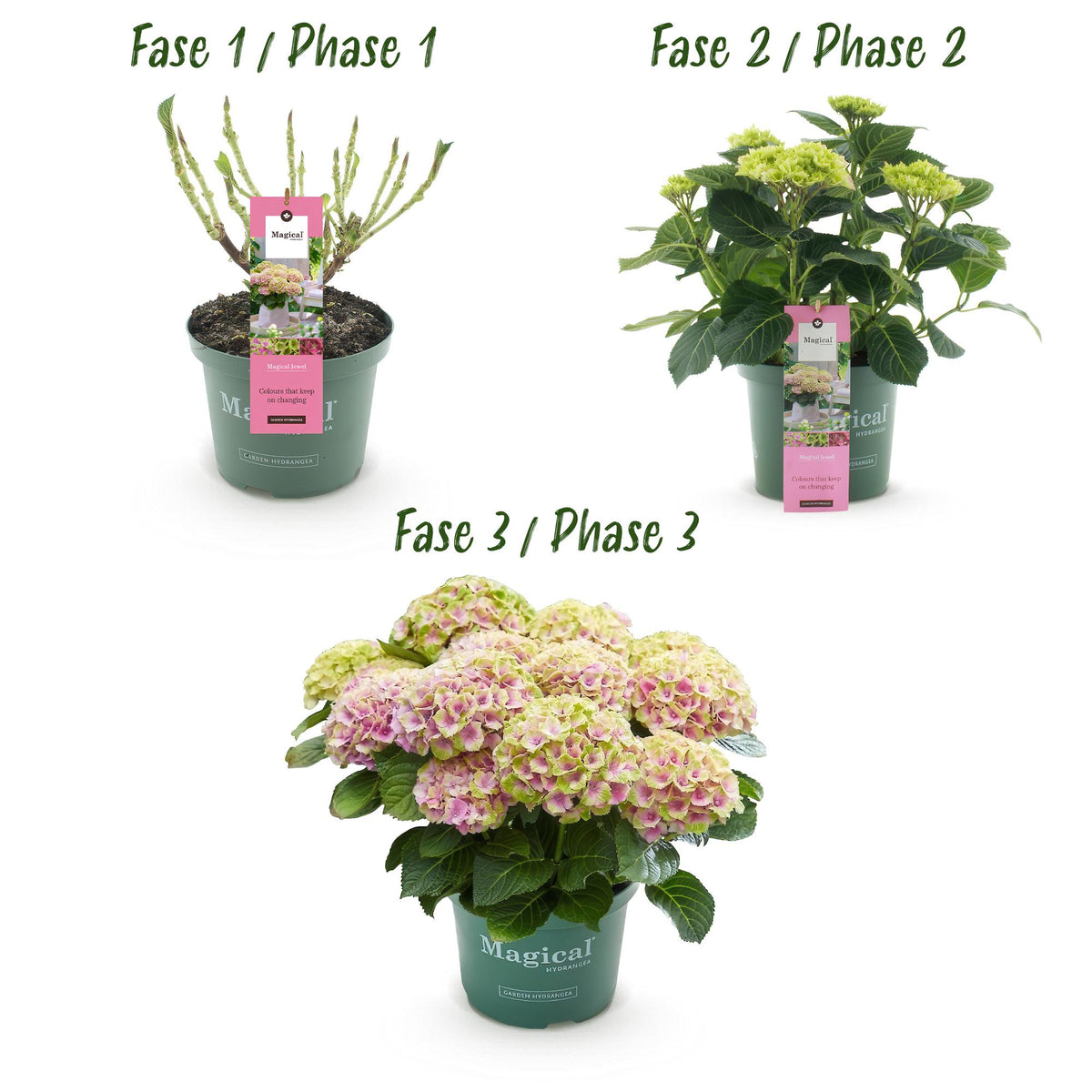 Hydrangea Magical Jewel Pink Topf mit rosa Hortensie, 6-10 Blüten, Höhe 55cm, Everspring Gartenpflanze